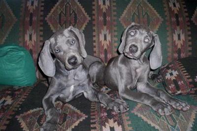 Puppies in Baden